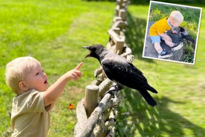 Un corbeau blessé sauvé par une famille est désormais le gardien de son petit « meilleur ami » : découvrez la vidéo