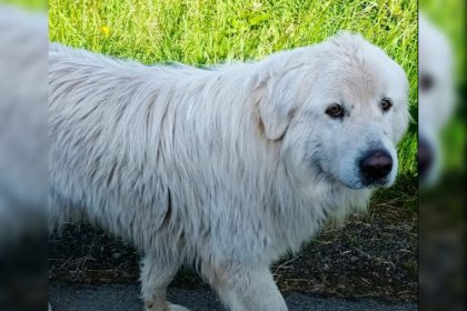 Après 82 jours de cavale et près de 300 km, cette chienne a été retrouvée grâce aux réseaux sociaux