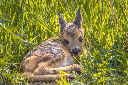 Yvelines  : les chasseurs utilisent des drones pour sauver les faons avant le fauchage