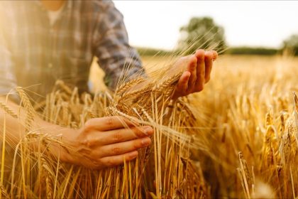 Manosque : la récolte d&rsquo;un agriculteur détruite par 200 caravanes