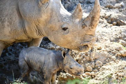 Naissance d&rsquo;un rhinocéros blanc au zoo de Montpellier
