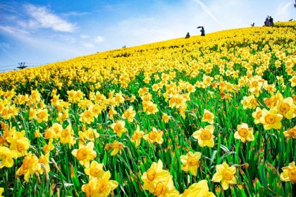 Les leçons de vie d&rsquo;un jardin de jonquilles