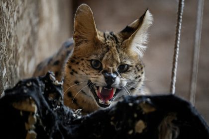 Un refuge pour servals abandonnés, victimes d&rsquo;une tendance sur les réseaux sociaux
