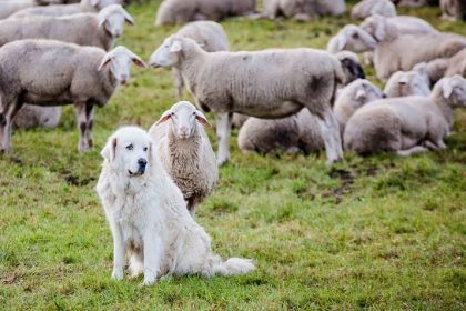 Vercors : attaquée par des patous, une randonneuse est secourue par hélicoptère