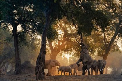 Afrique du Sud : un touriste espagnol a été piétiné à mort par des éléphants