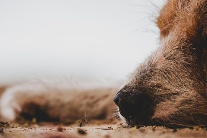 Nice : après la diffusion d’une vidéo montrant un adolescent jeter un chien par la fenêtre, une enquête a été ouverte