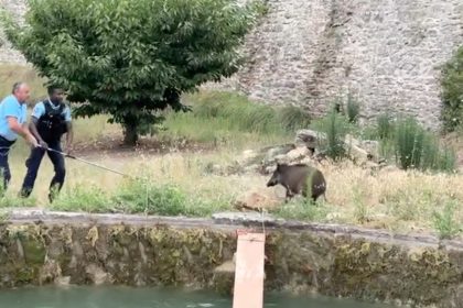 Vaucluse : des gendarmes parviennent à extraire de l’eau des sangliers piégés dans un bassin