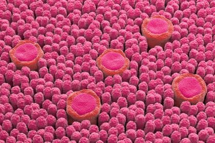 Des scientifiques ajoutent un nouveau goût aux cinq que nous connaissons