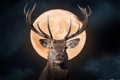 Ce 21 juillet, la pleine lune du cerf éblouira les étoiles