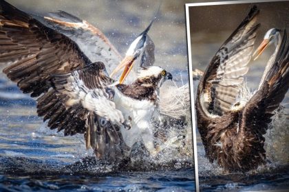 Un photographe animalier prend une photo rarissime d&rsquo;un grand héron et d&rsquo;un balbuzard se disputant un poisson – mais qui a gagné ?