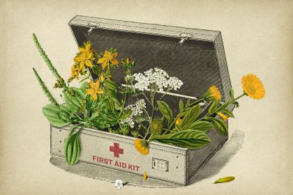 Quatre herbes essentielles issues de la trousse de premiers secours d&rsquo;un herboriste
