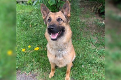 Caen : une jeune chienne de 2 ans proposée à l’adoption par la police nationale