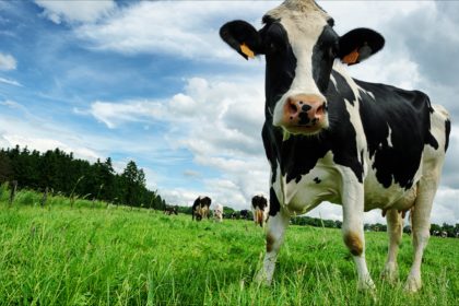 Perturbations électriques : un éleveur de vaches condamné à verser 53.000 euros à Enedis en appel