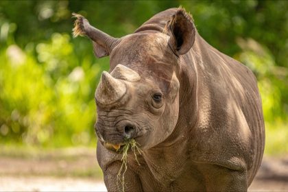 Afrique du Sud : ils rendent les cornes des rhinocéros radioactives pour éloigner les braconniers