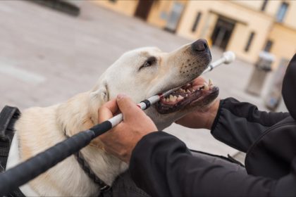 Un client malvoyant et son chien expulsés d&rsquo;un Monoprix de Marseille, l&rsquo;entreprise en procès