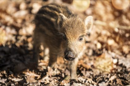 Pas d&rsquo;euthanasie pour Toto le sanglier, sauvé par la justice
