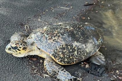 Guadeloupe : des gendarmes viennent en aide à une tortue en détresse