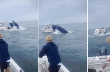 Des pêcheurs aperçoivent une baleine qui saute sur un bateau, le fait chavirer et jette les plaisanciers à la mer, puis ils se précipitent pour les aider