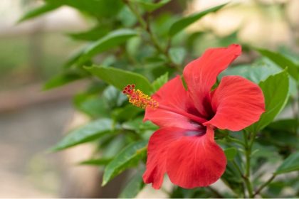 Trois plantes rafraîchissantes traditionnelles pour lutter naturellement contre la chaleur estivale