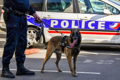 Chiens policiers : Taïga et Pedro recherchent de nouveaux maîtres pour leur retraite