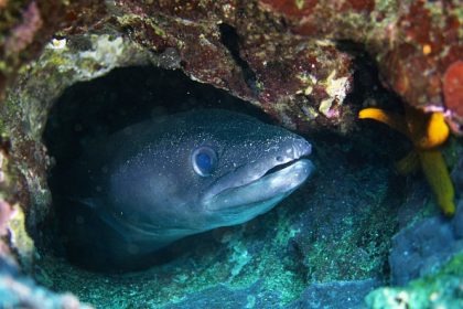 En Bretagne, des centaines d’anguilles de mer s’échouent sur les plages : un phénomène aussi rare qu’inexpliqué