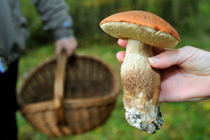 « Je n&rsquo;ai fait que me baisser et ramasser » : un couple de Dordogne découvre un cèpe de 700g dans son jardin