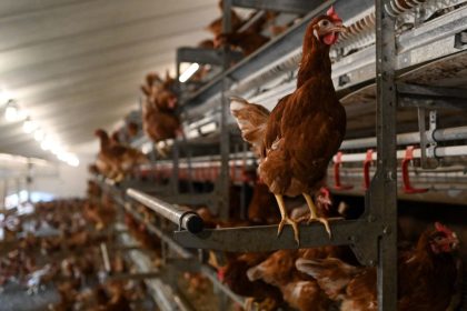 Oise : ce futur poulailler de plus d&rsquo;un million de poules interroge