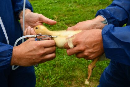 Un second foyer de grippe aviaire détecté en France