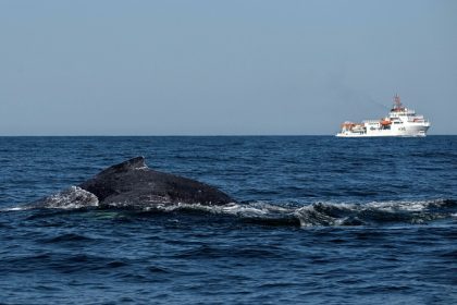Sydney : une baleine à bosse libérée du port après avoir été 22 heures prisonnière des filets de pêche