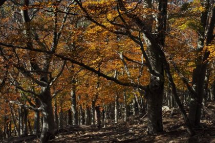 Catalogne : des promeneurs découvrent une tortue d&rsquo;Hermann, disparue depuis 60 ans