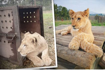 Un lionceau de quelques mois, sauvé d&rsquo;un influenceur « abusif » sur les réseaux sociaux, est emmené dans un sanctuaire en Afrique