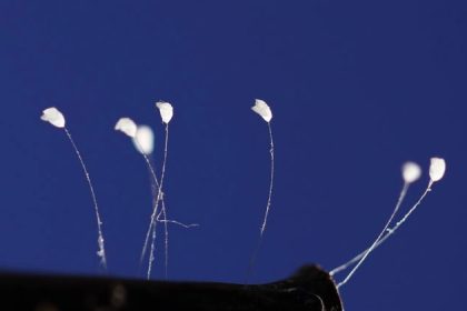 Photos rares : l’Udumbara mystique – Fleurs célestes ou œufs d’insectes ?