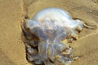 Pas-de-Calais : la plage principale de Calais envahie par les méduses