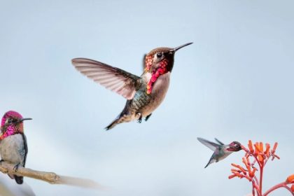 Le plus petit oiseau du monde : le colibri abeille