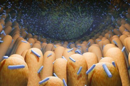 Comment le microbiome intestinal prévient la perte de masse musculaire