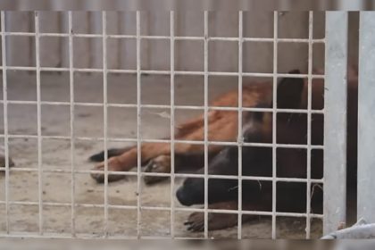 Le « chenil de l’horreur » : dans une vidéo choc, la SPA dévoile l’opération de sauvetage d’une centaine d’animaux