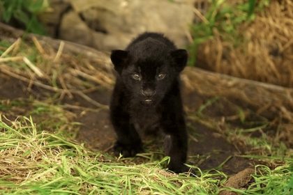 Un jaguar, espèce quasi-menacée, naît en captivité en Seine-et-Marne