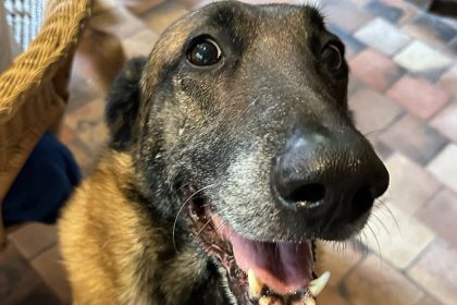 Décès d&rsquo;Alain Delon : Loubo, son chien, ne sera pas euthanasié