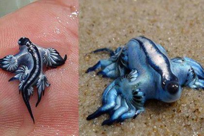 Sa piqûre est venimeuse et il peut attaquer les baigneurs : le « dragon bleu des mers » fait fermer plusieurs plages en Espagne