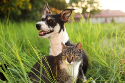Les chats éprouveraient le besoin de faire leur deuil après la mort d&rsquo;un animal de compagnie proche, selon une étude