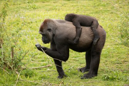 Une femelle gorille, l’une des dernières de son espèce, est née au zoo de La Palmyre