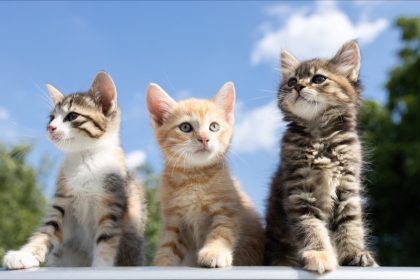 Beauvais : la police municipale sauve trois chatons jetés dans un container à verre