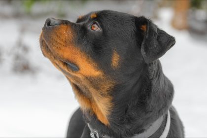 Pyrénées-Atlantiques : une fillette de 20 mois gravement mordue par un Rottweiler à la terrasse d&rsquo;un restaurant