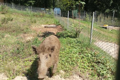 Charleville-Mézières : Toto le sanglier a rejoint son parc animalier