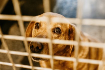 La SPA a recueilli 8000 animaux abandonnés durant l&rsquo;été