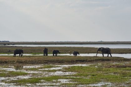 Namibie : abattage massif d’hippopotames, éléphants, buffles et zèbres