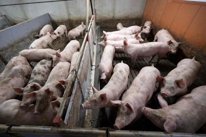 Aube : peine requise contre deux salariés d&rsquo;un élevage porcin pour actes de cruauté