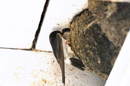 Val-de-Marne : une femme jugée pour avoir détruit des nids d&rsquo;hirondelles protégées