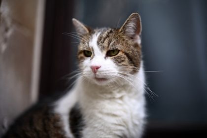 Colocation sensible à Downing Street : le chat Larry a un concurrent