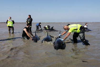 Vaste opération pour sauver un groupe de dauphins échoué sur l’île de Ré